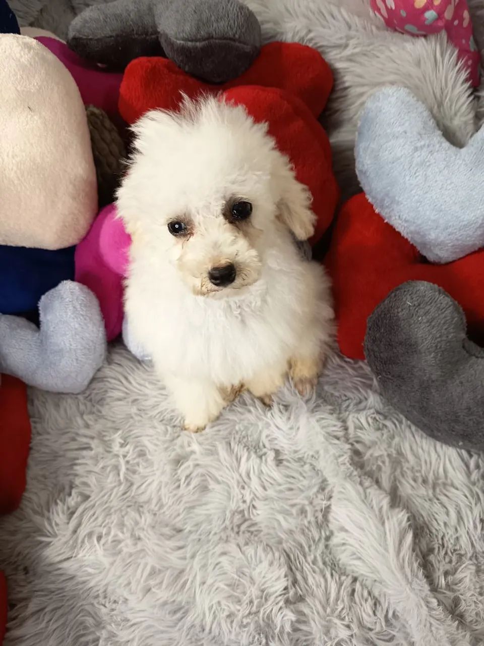 Poodle macho  - Foto 2