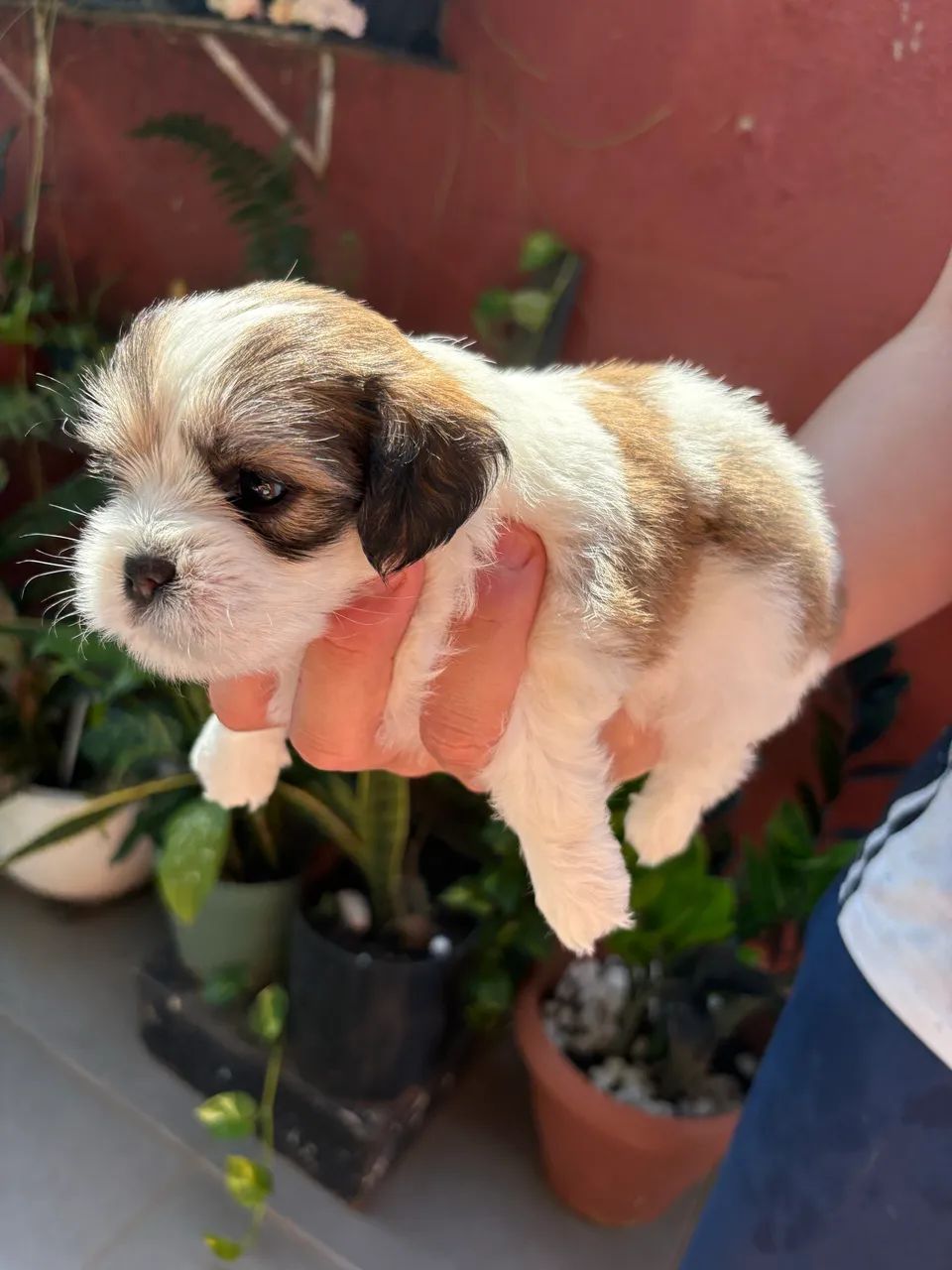 Shih tzu  - Foto 5