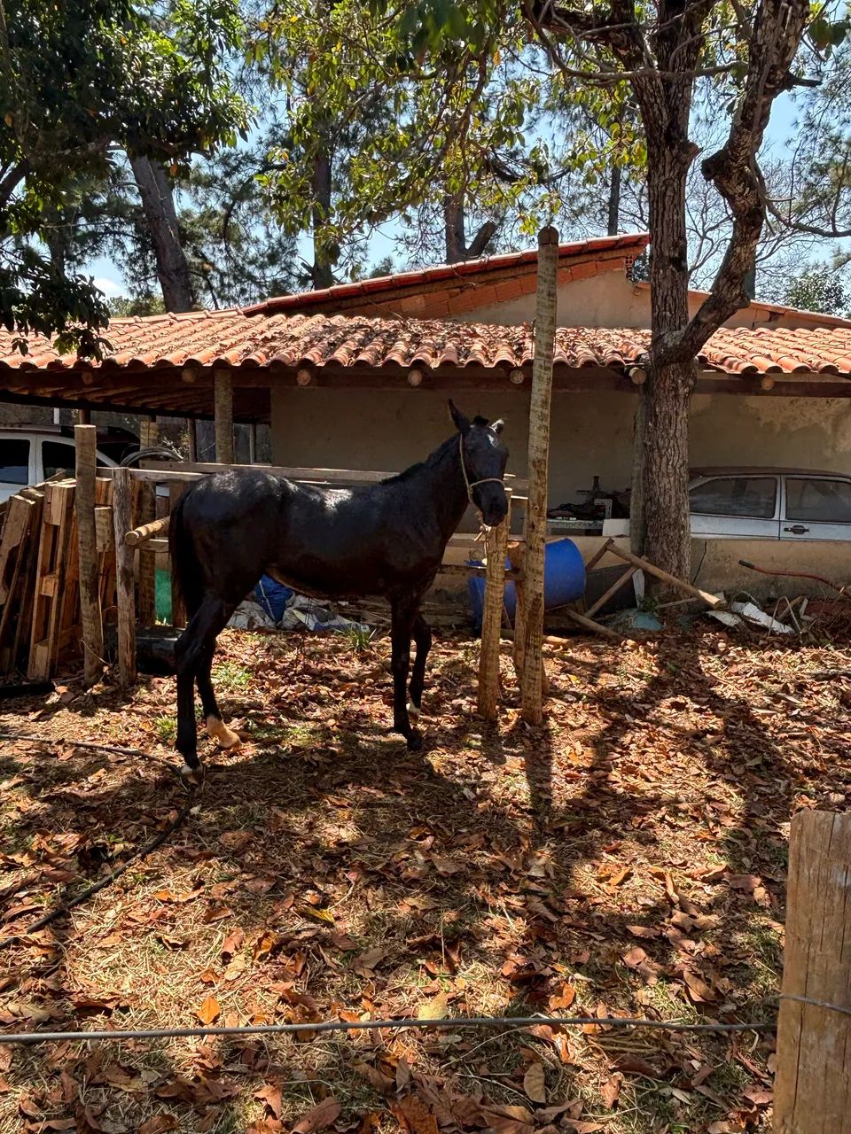 Potro mangalarga 1 ano  - Foto 4