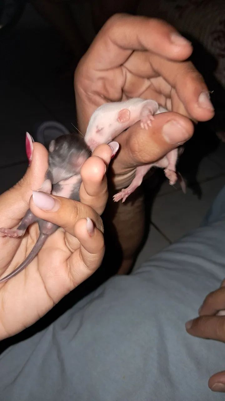 Ratinhos twister para adoção responsável  - Foto 3