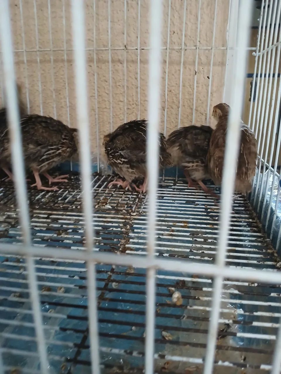Vendo lote com 10 codornas Japonesas  - Foto 2