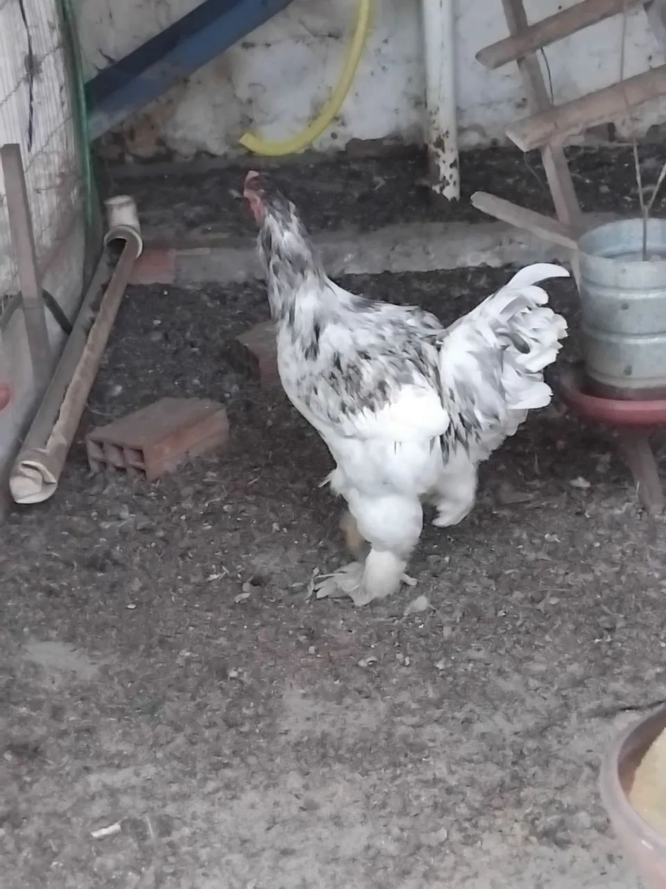 Vende-se um frango ornamental