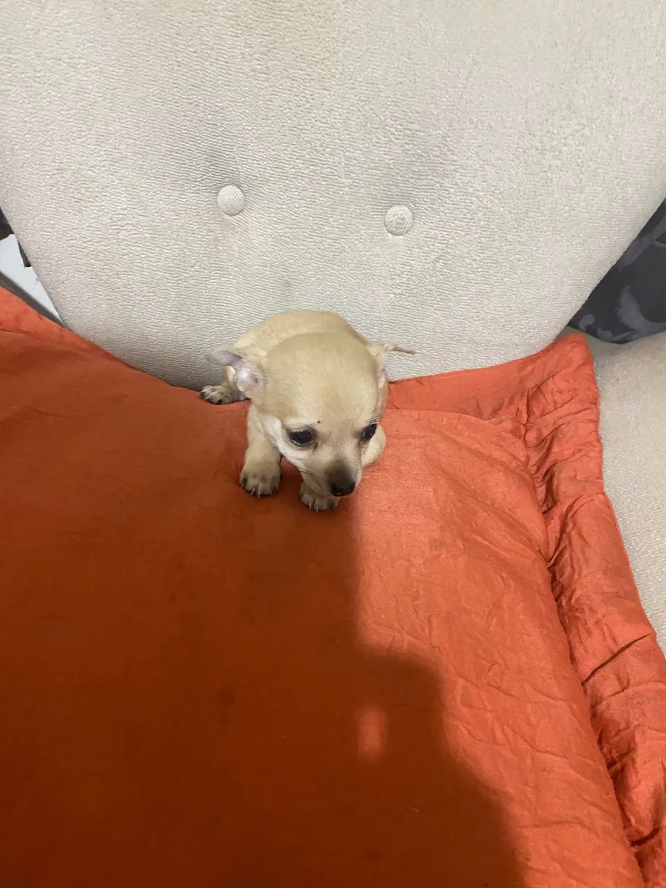 Pinscher - Foto 2