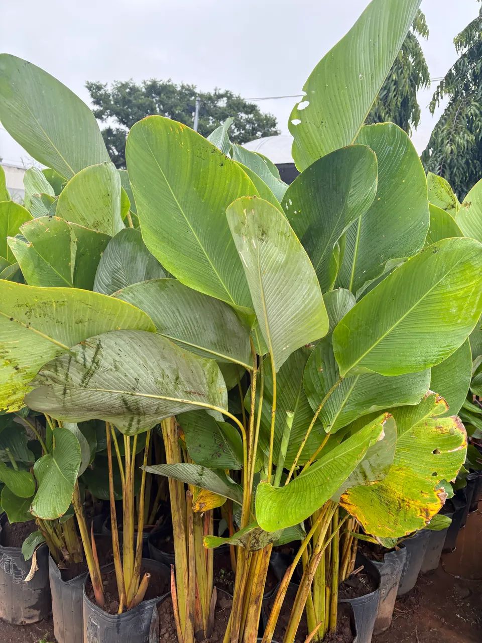 Muda de Maranta charuto - Foto 3