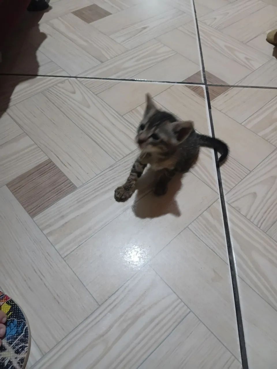 Gatinho pra adoção  - Foto 2