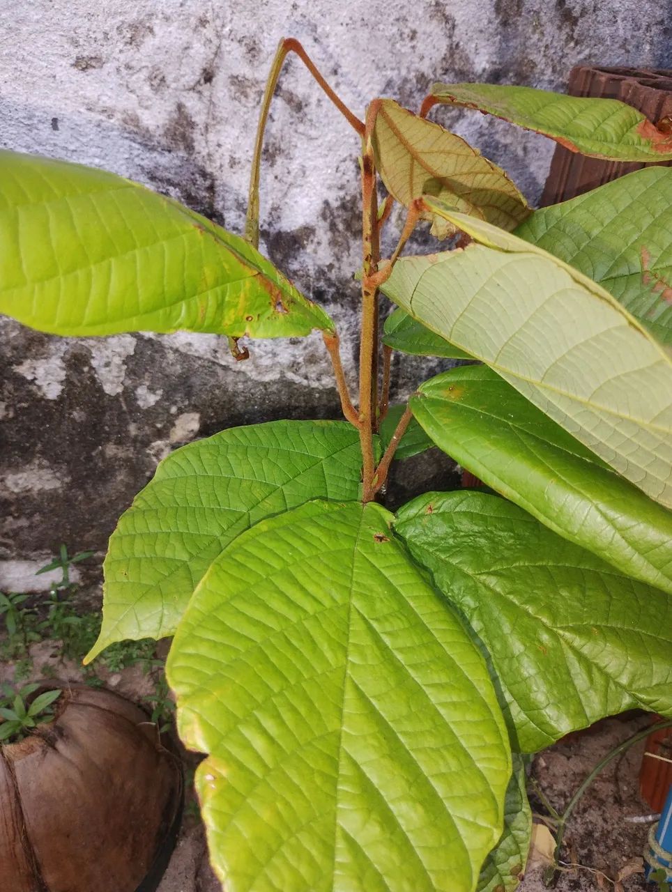 Venda de 2 mudas de cupuaçu, 40,00 cada - Foto 2