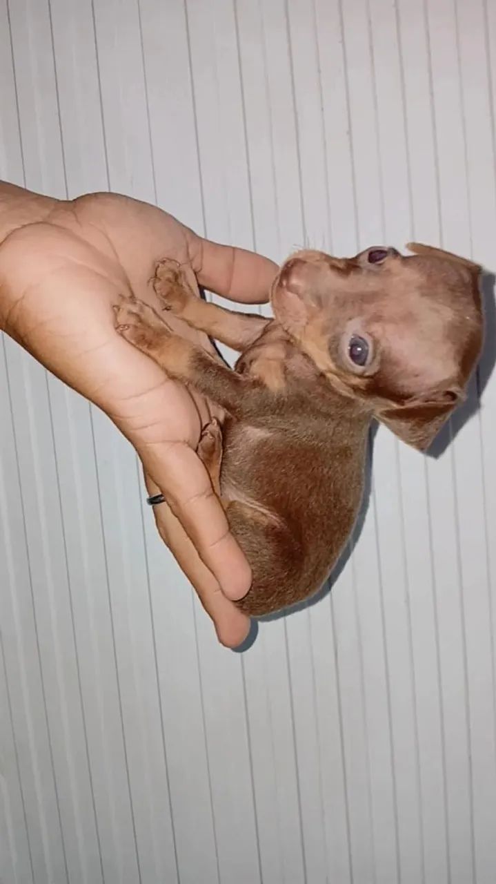 Pinscher zeroooo 