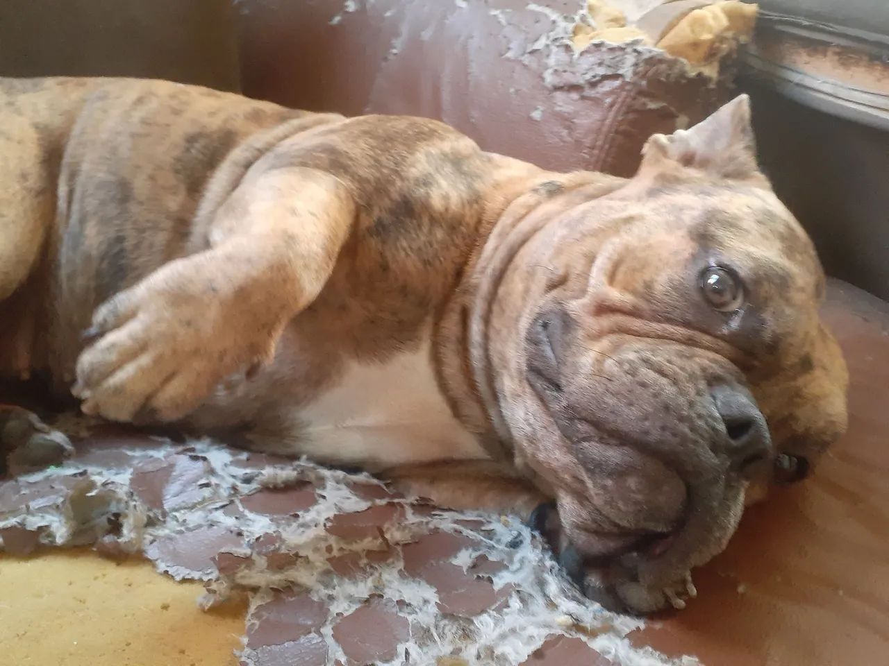 American Bully - Foto 4