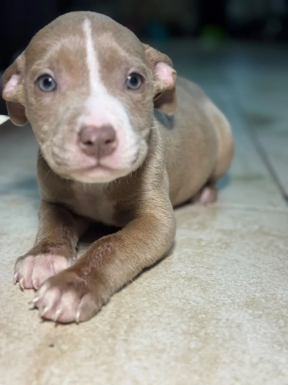 Filhote american bully  - Foto 2