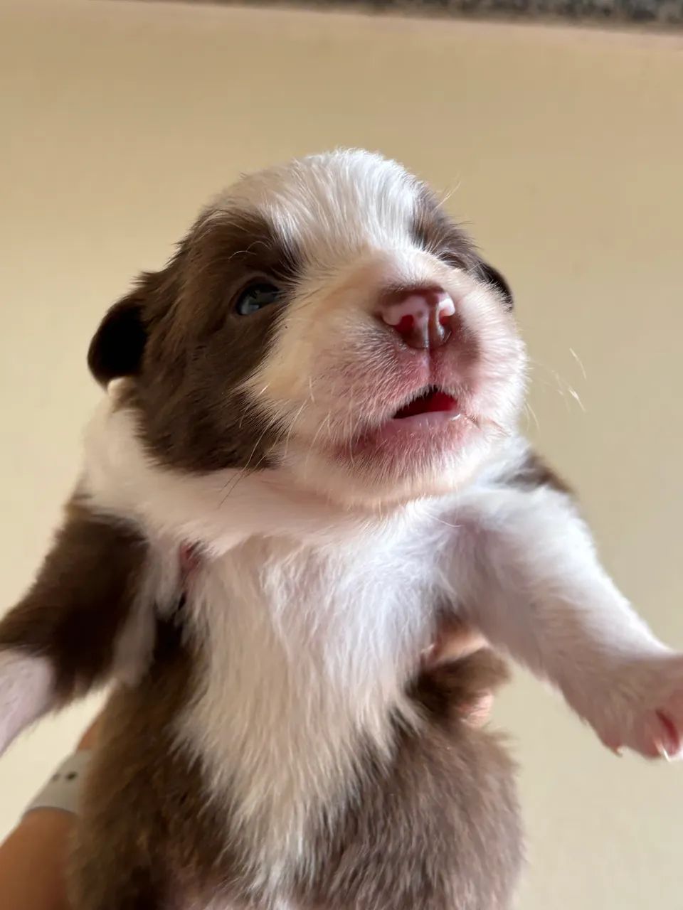 Border collie  - Foto 3
