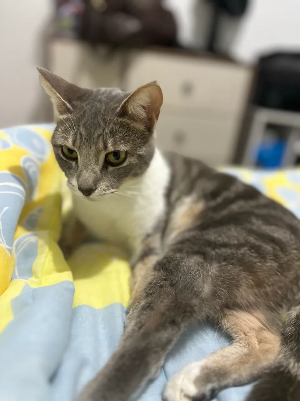 Gata cinza  - Foto 3