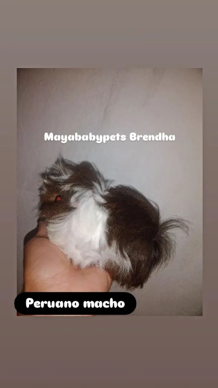 Porquinho da india Peruano Macho - Foto 2