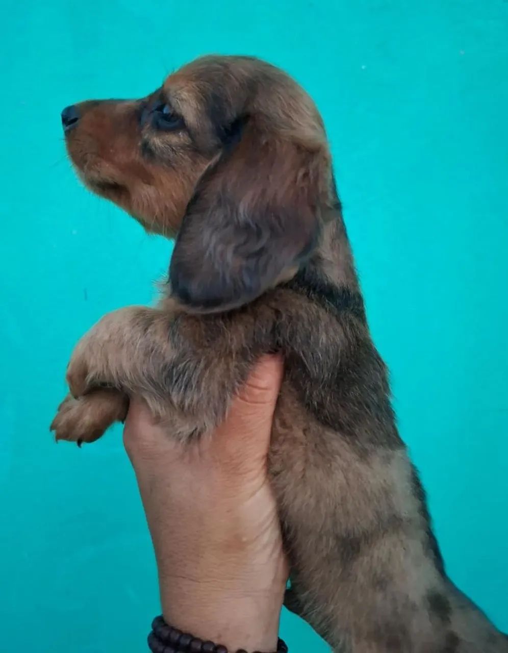 Macho Daschund (salsichinha) - Foto 2
