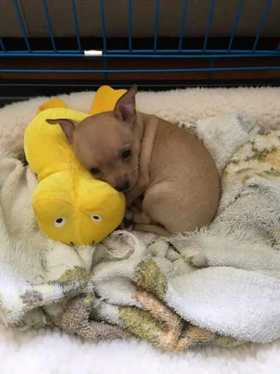 Pincher 0 lindos filhotes machos e fêmeas  - Foto 2