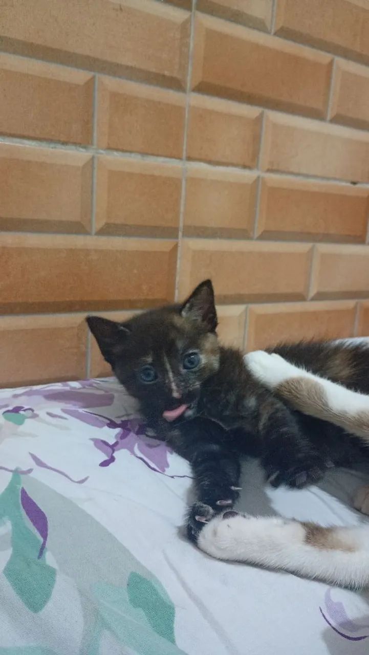 Adoção  - Foto 2
