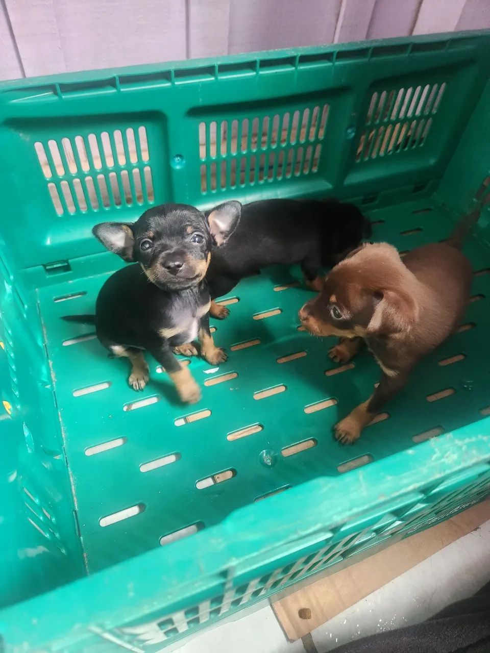 Pinscher  - Foto 2