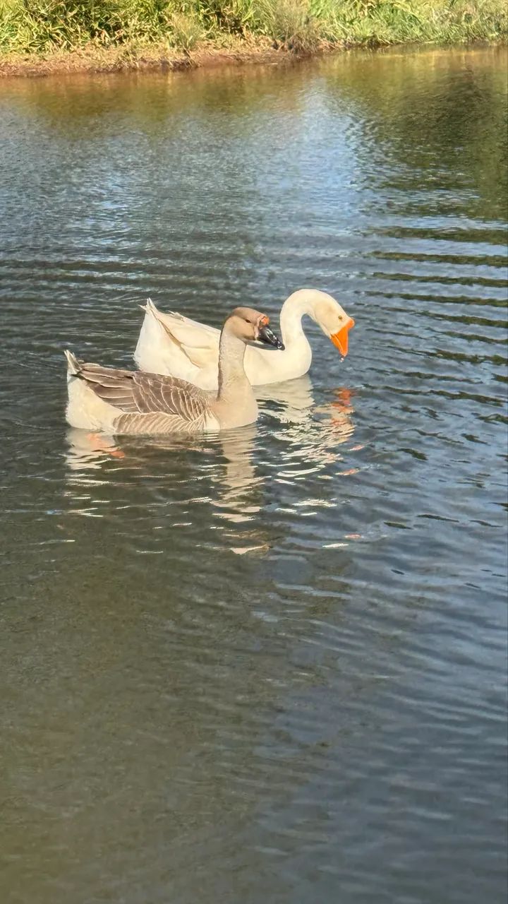 Casal de ganso  - Foto 5