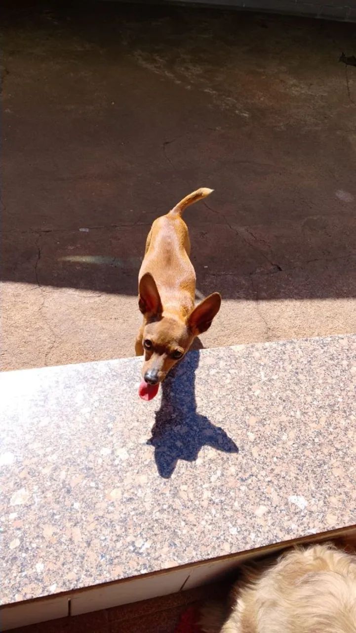 Pinscher 