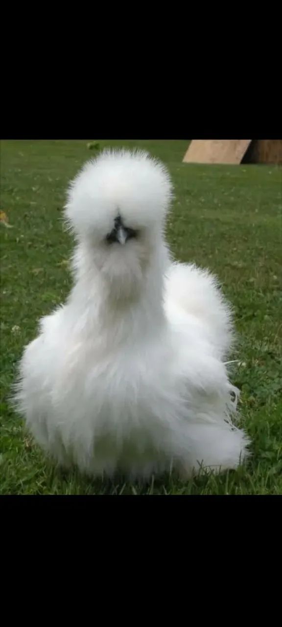 Dúzia de ovos sedosa do Japão silkie 