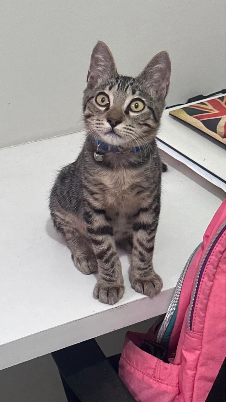 Gato para adoção  - Foto 3