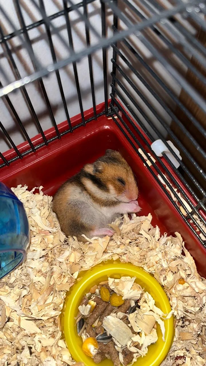 HAMSTER - Foto 3