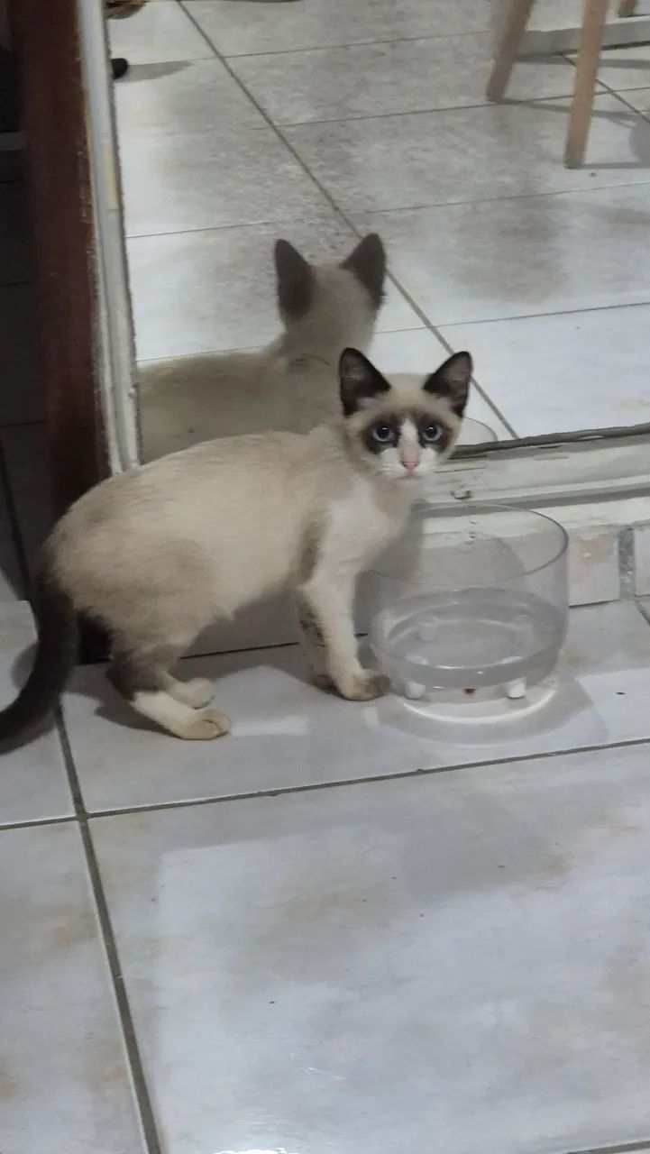Adoção de gato