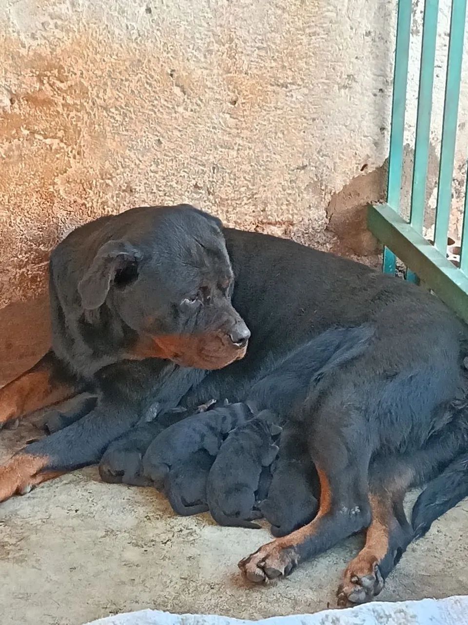   Rottweiler legítimo  - Foto 5