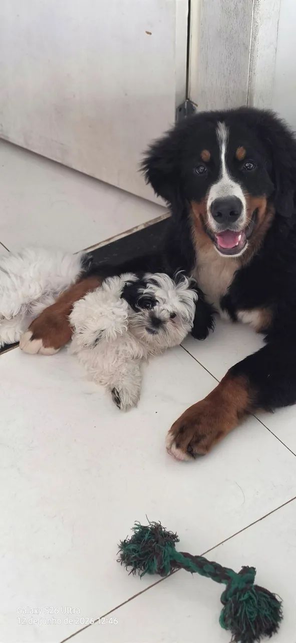 Filhote Bernese  - Foto 4