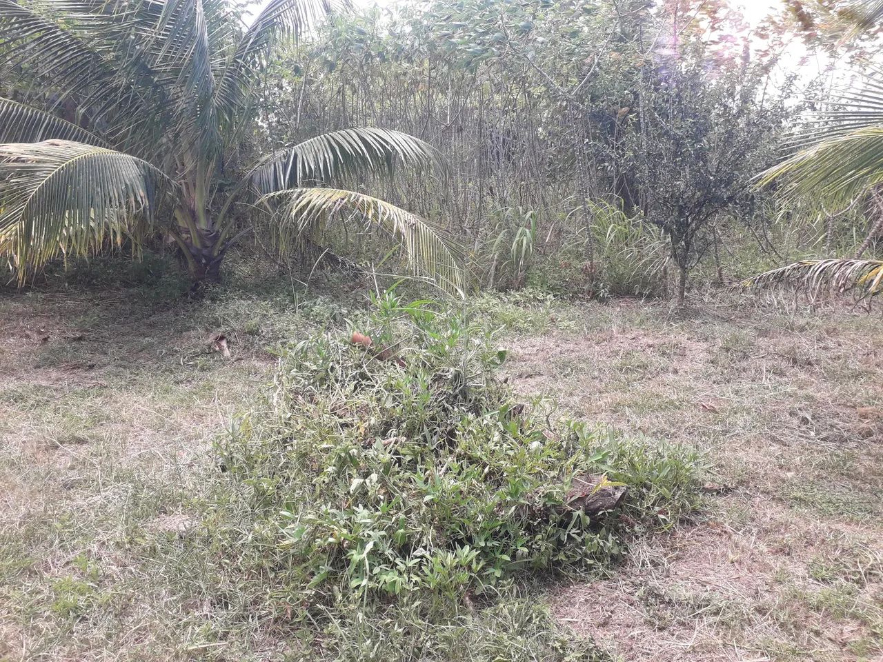 Chácara  - Foto 5