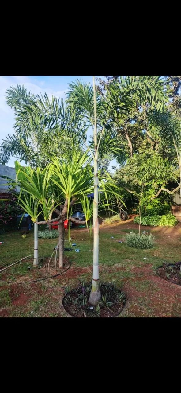 Promoção Palmeira à venda - Foto 2