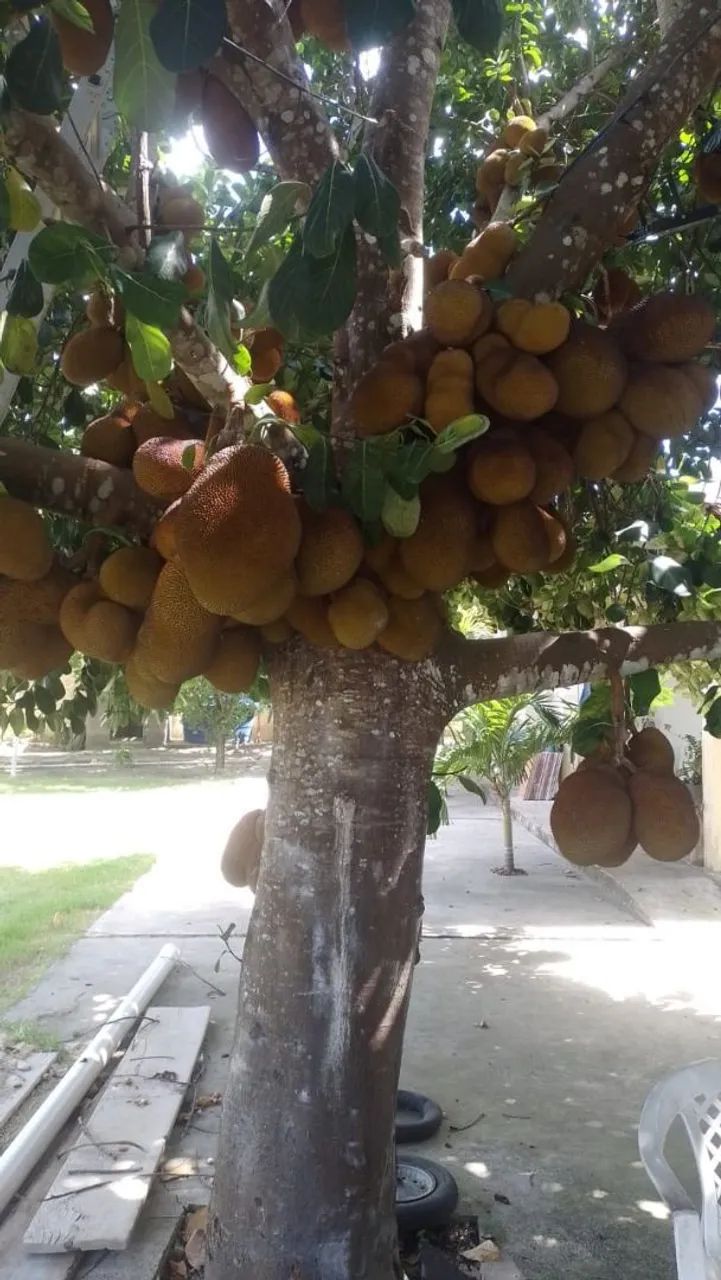 Vendo chácara  - Foto 3