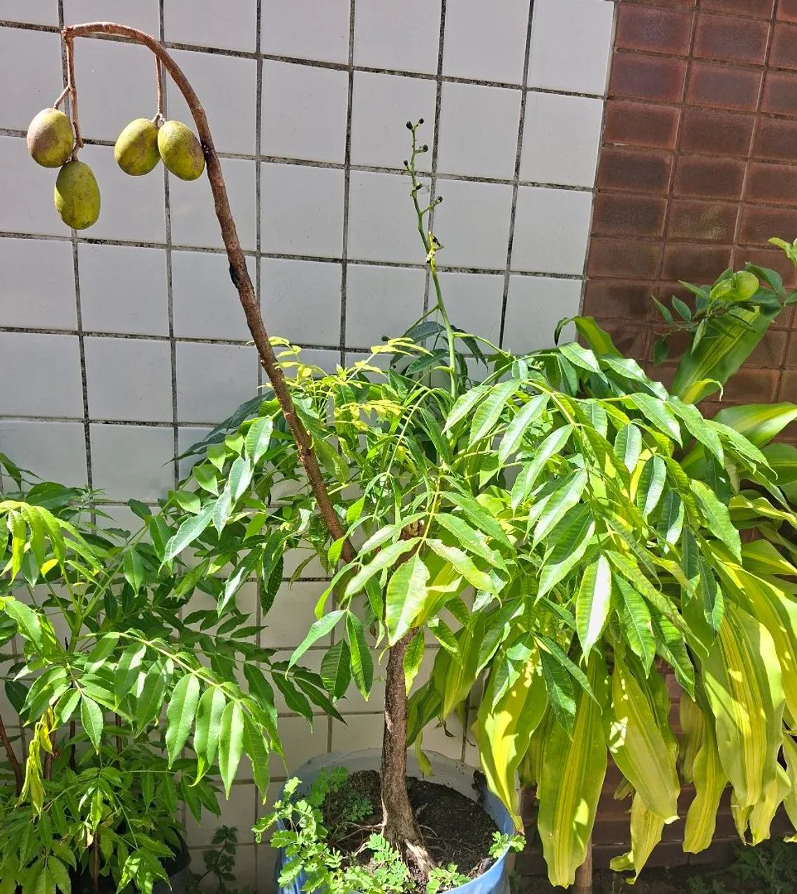 Mudas de Cajarana Mirim