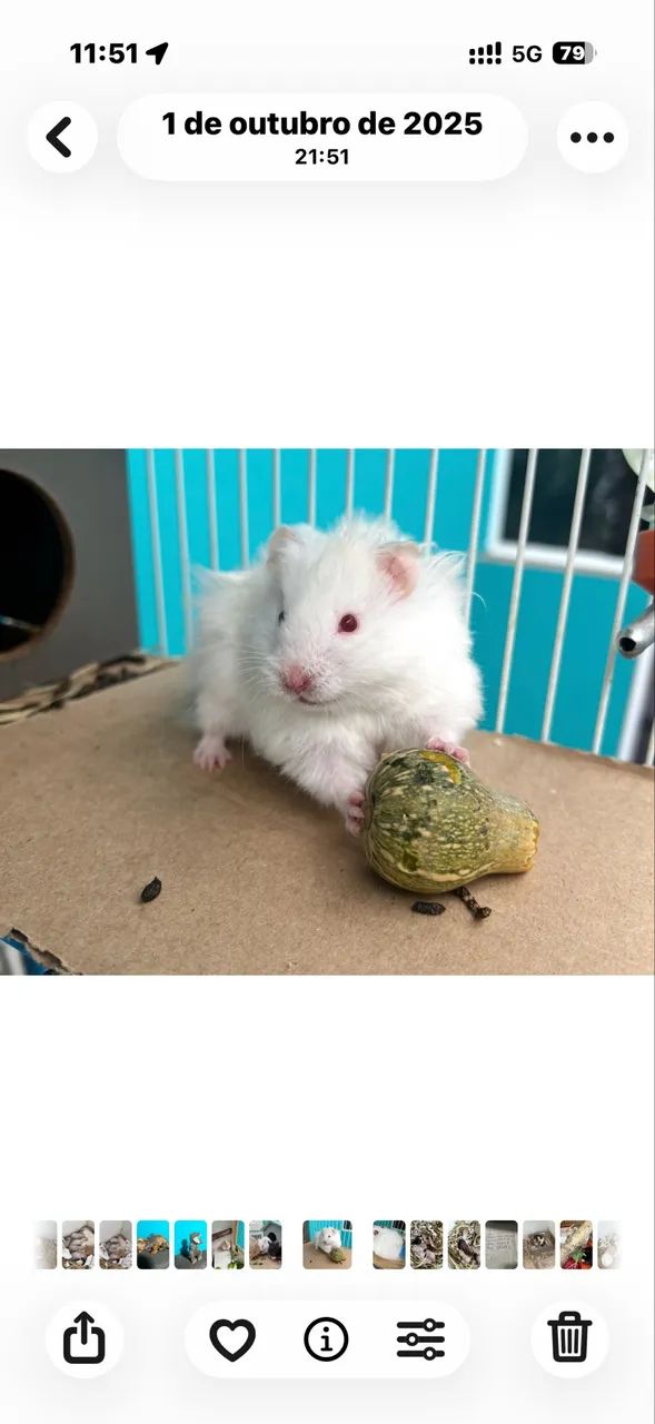 Hamster angora sírio lindos - Foto 4