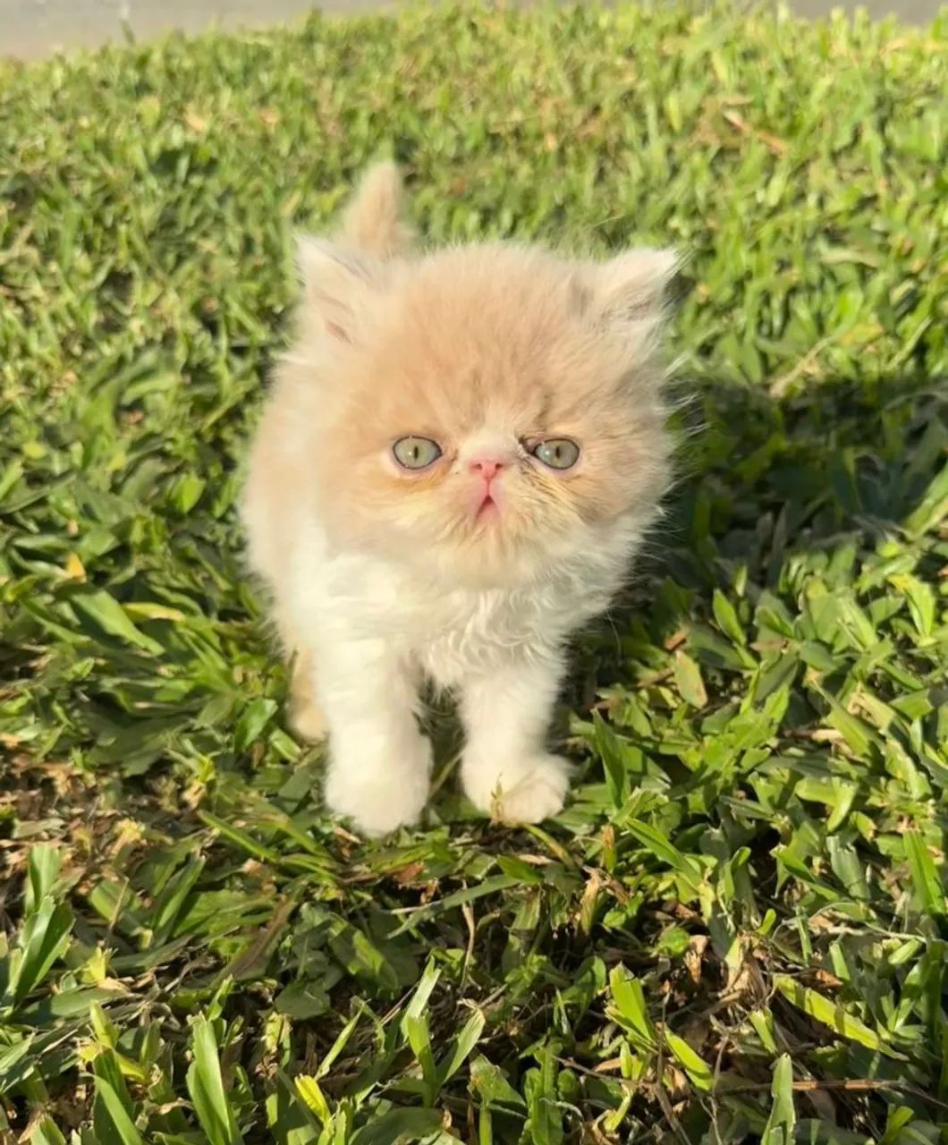 Gatos Persa - Foto 4