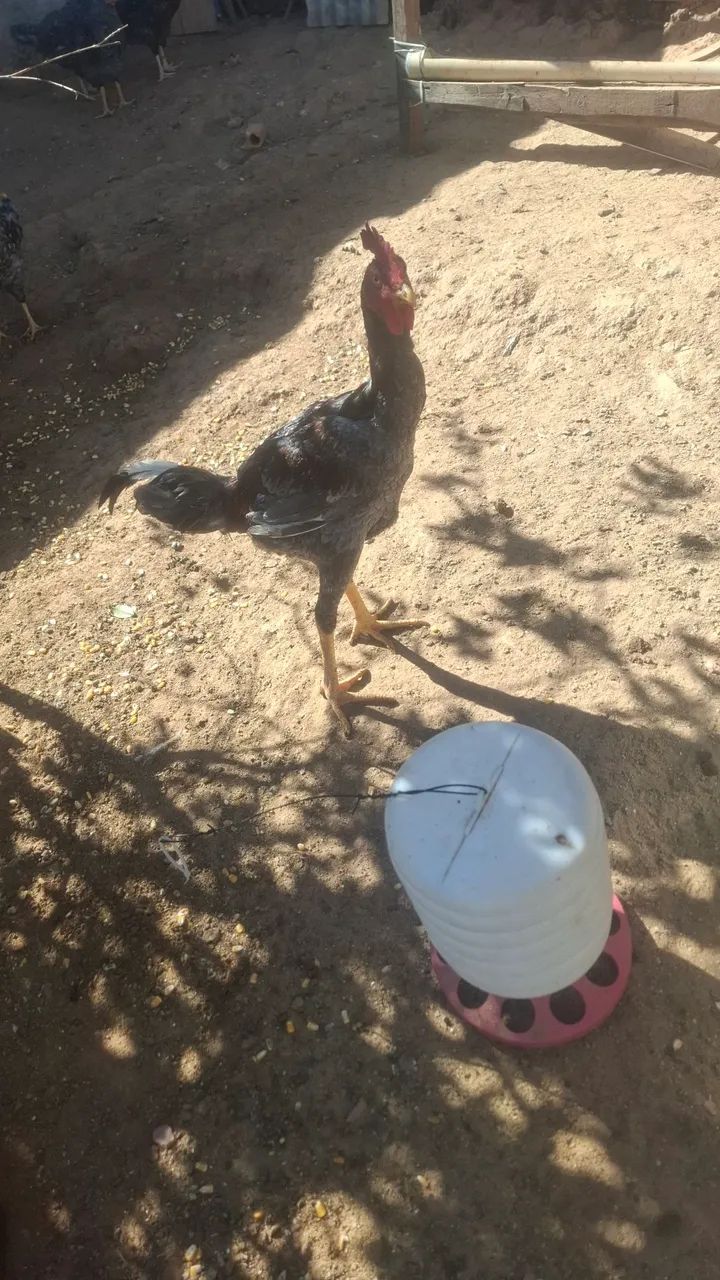 Frango  - Foto 3