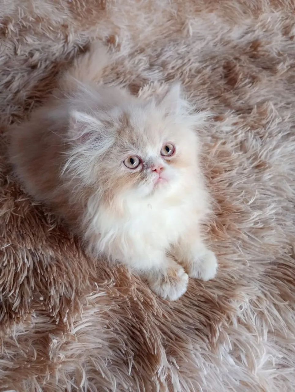 Gatinho persa machinho  - Foto 3