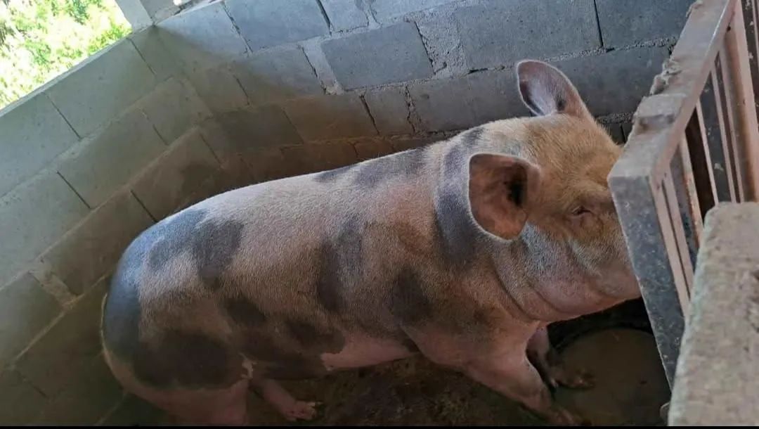 Vendo porco caipira  - Foto 2