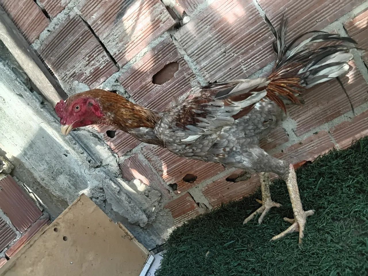 Frango indiano - Foto 5