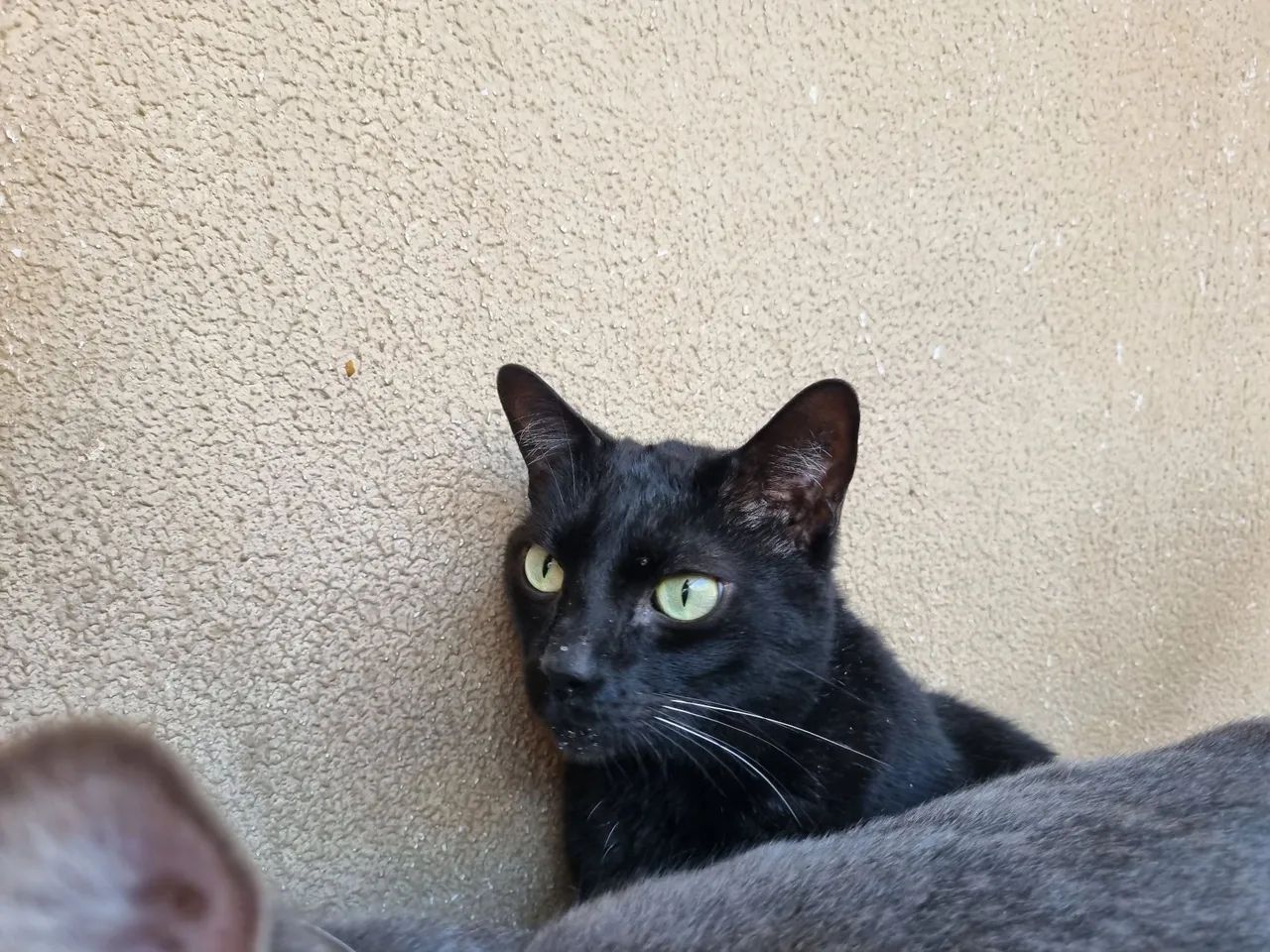 Gato Preto Macho Castrado - Foto 5