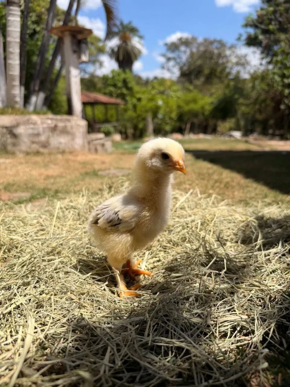 Pintinhos Caipiras com brahma  - Foto 5