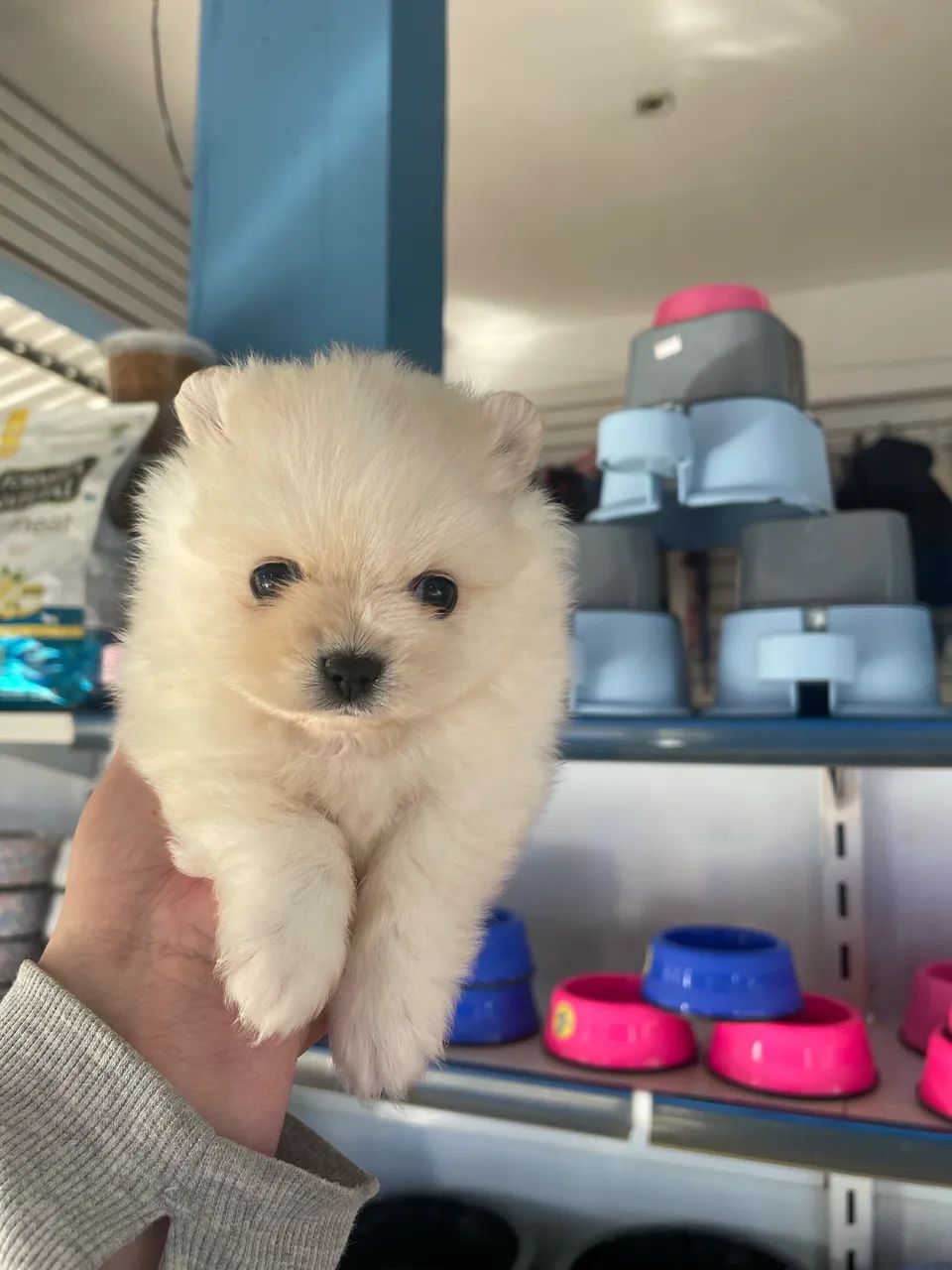 Spitz alemão macho anao $2.300,00