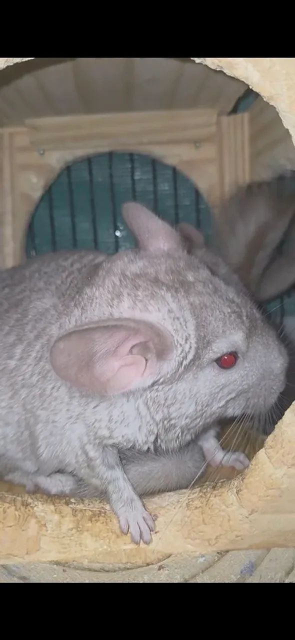 Chinchila macho - Foto 3