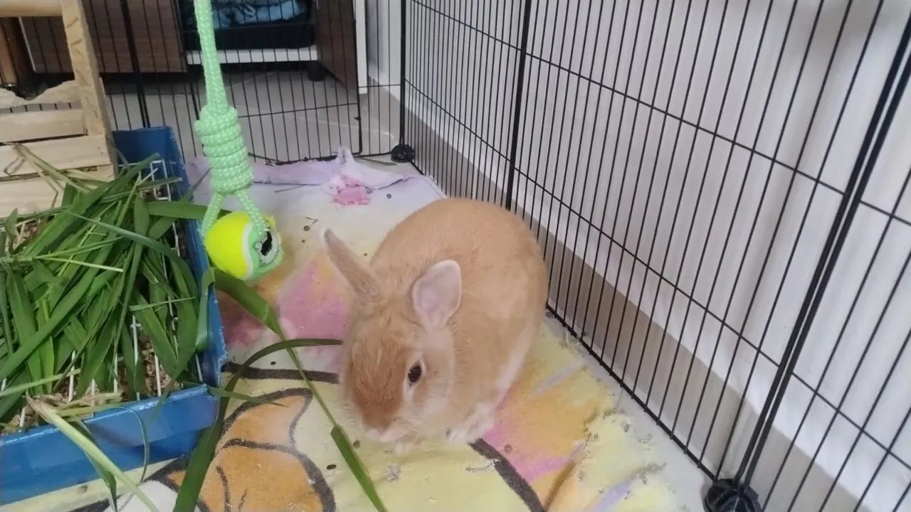 Mini coelhos +ítens  - Foto 4