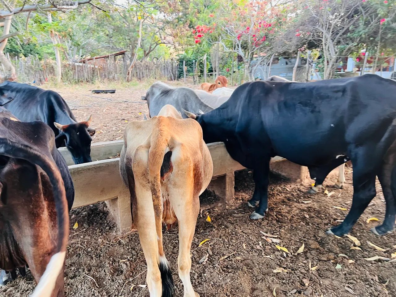 Gado a venda  - Foto 2