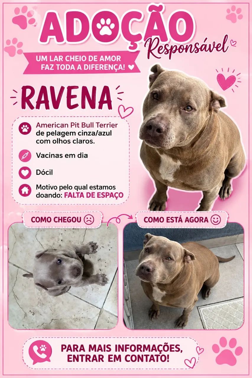 American pitbull terrier 