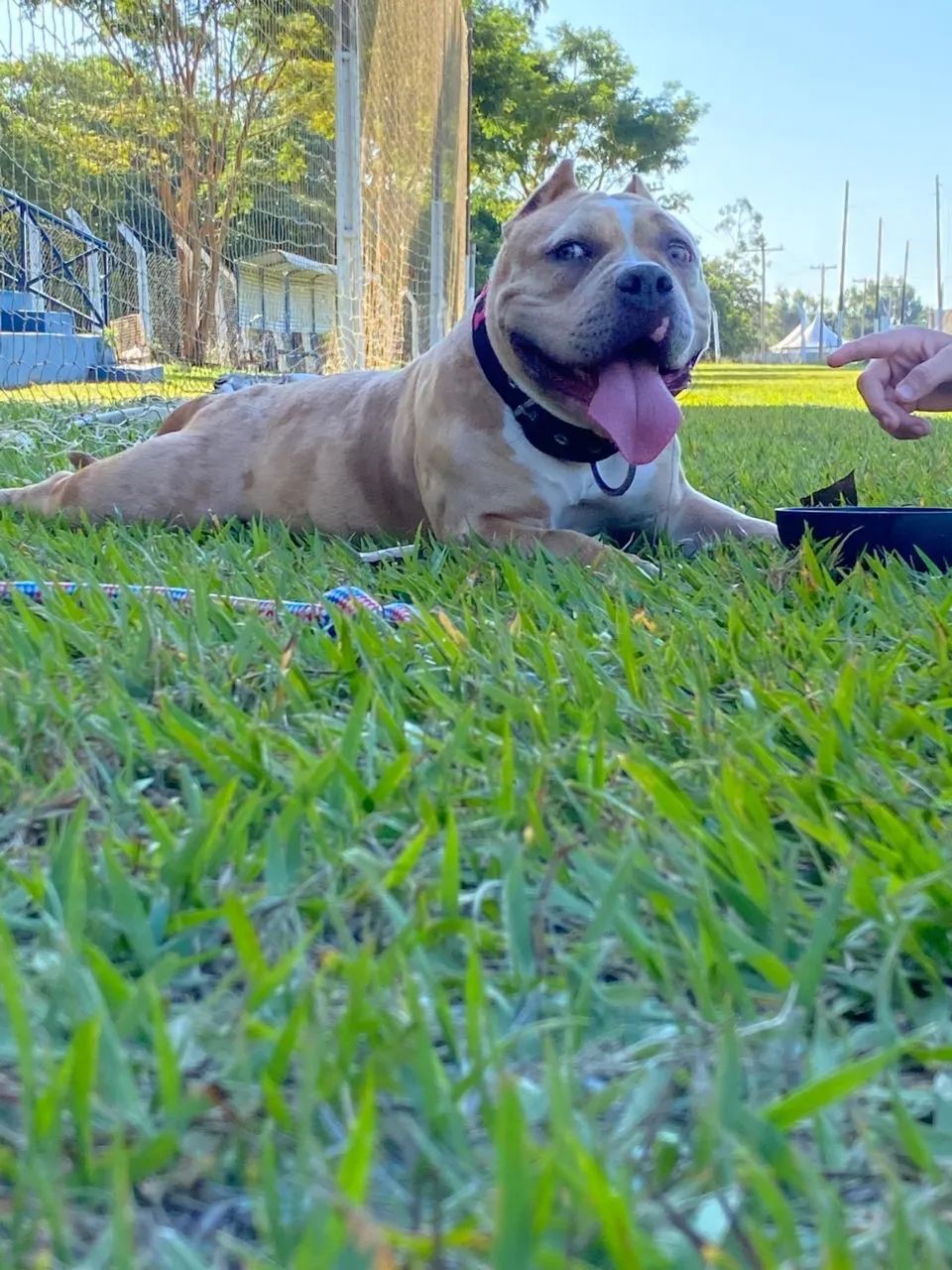 American Bully Micro  - Foto 5