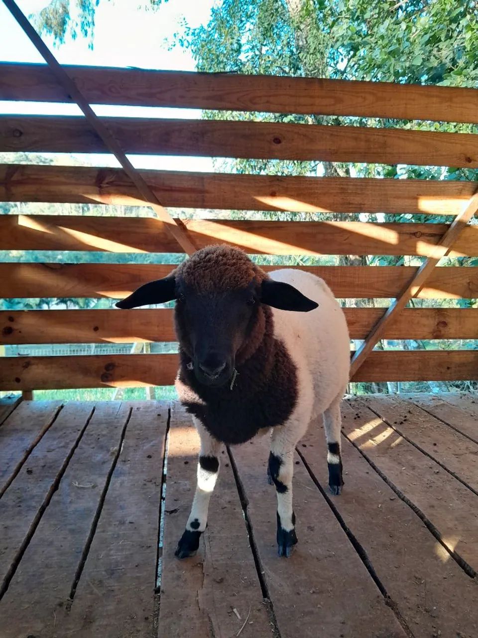 Cordeiro Macho