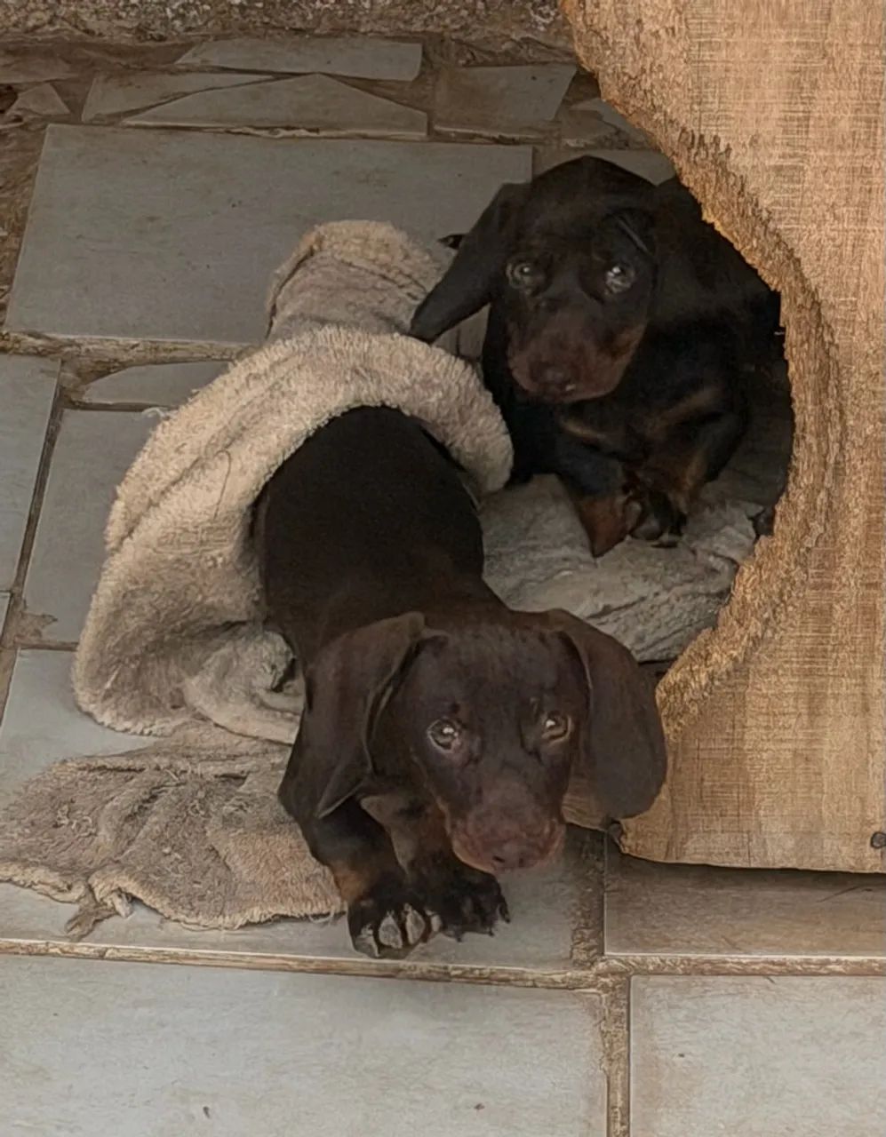Dachshund - macho chocolate  - Foto 5