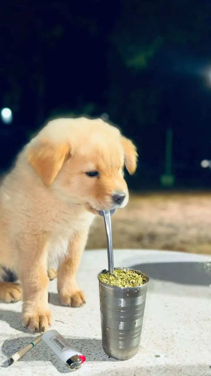 VENDO CHOW-CHOW FILHOTE  - Foto 2