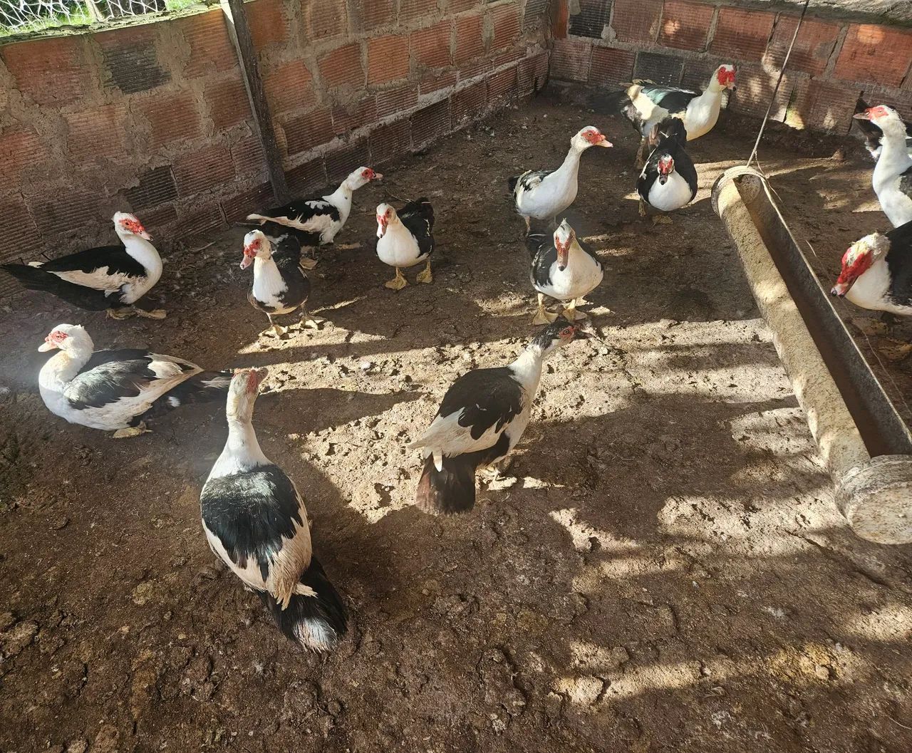 Aves